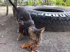 Бенгальская кошка - бронь объявление продам