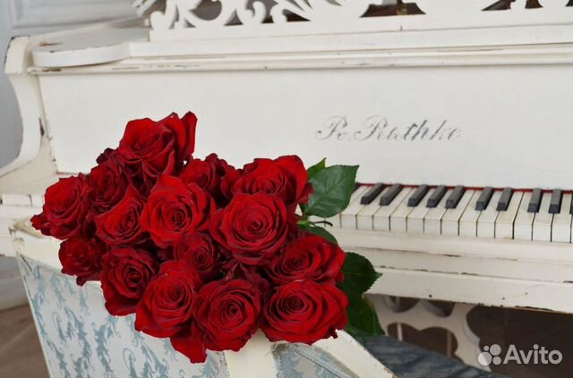 Розы красные 15 шт крупные сорта Red Intuition