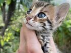 Азиатские леопардовые котята Ф1