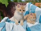 Британской котик золотая шиншилла объявление продам