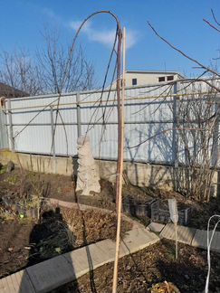 Черешня плакучая