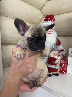 Щенки Французского бульдога. мальчишки