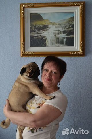 Передержка собак мелких пород