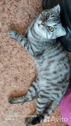 Шотландец вислоухий кот вязка