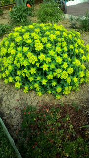 Растения многолетние садовые