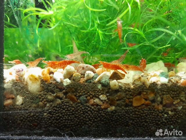 Креветка Вишня Cherry