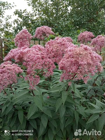 Посконник,многолетние цветы