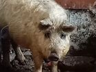 Свинка венгерской мангалици возраст 6 месяцев 10 т объявление продам