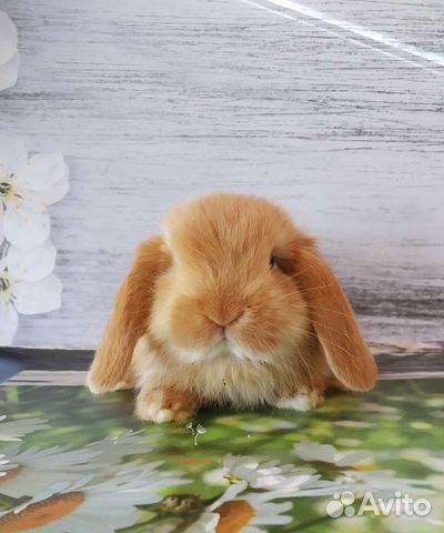 Крольчата породные с прививками