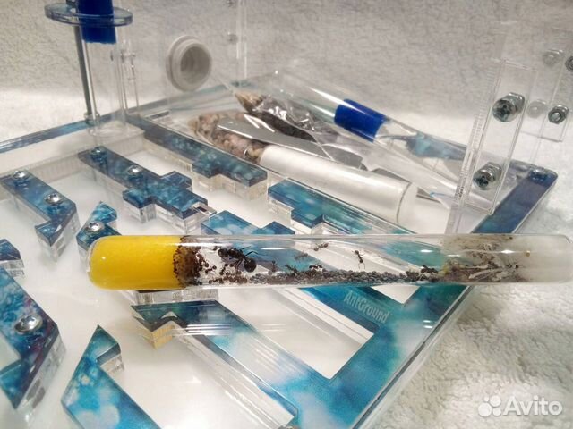 Муравьиная ферма AntGround большая