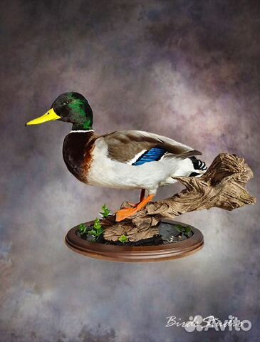 Чучело утки