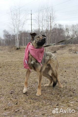 Собачка, похожая на бельгийскую овчарку