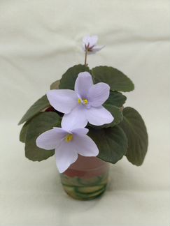 Фиалки мини и п/мини зарубежной селекции