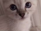 Котёнок тайский девочка объявление продам