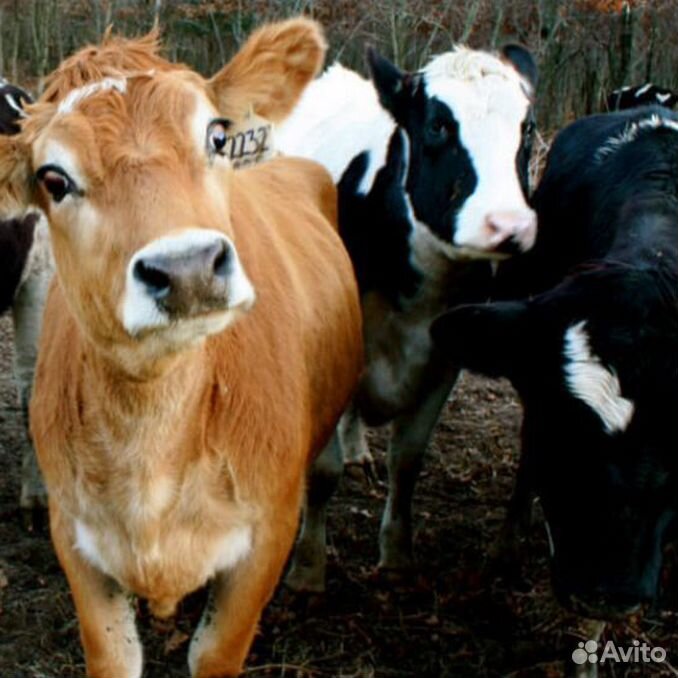 Авито крым купить телят в крыму. Bulls and Calves.