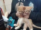 Котята в добрые руки,помесь с Мейн-Куном) объявление продам