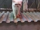 Потеряшка персидский кот