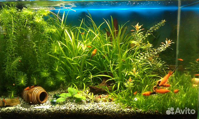 Обслуживание и запуск аквариумов