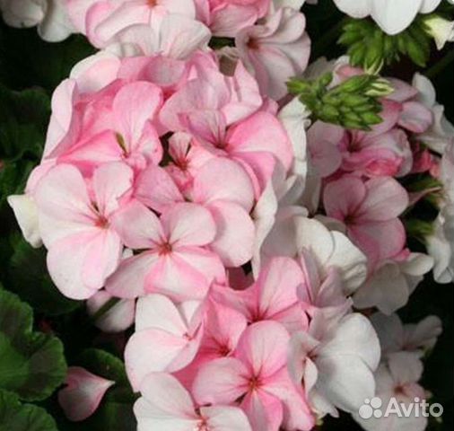 Пеларгония герань 