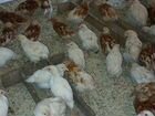 Цыплята несушечной породы объявление продам