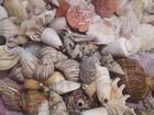 Морские ракушки раковины