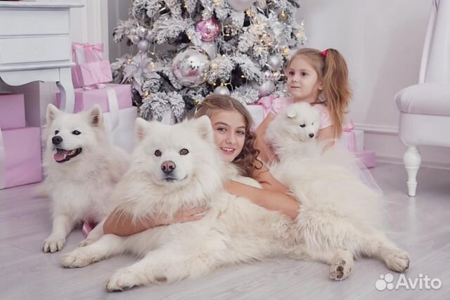 Чудесный белоснежный - пушистый щенок самоедик