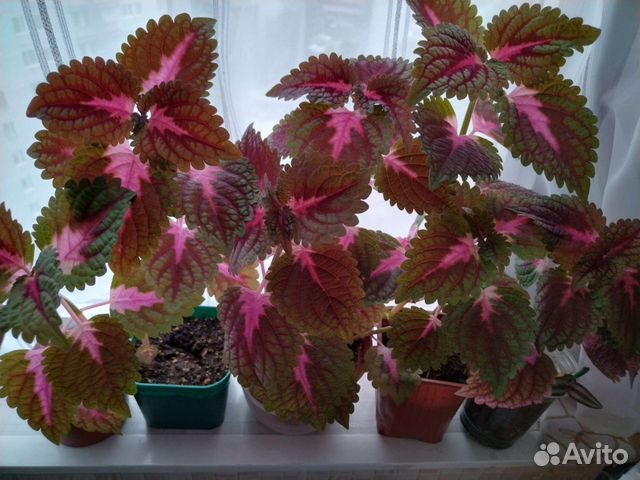 Колеус. Пеперомия.Традесканция.Гинура