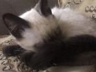 Сеамский котёнок объявление продам