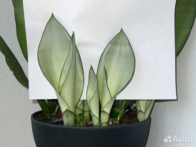 Moonshine.Сансевиерия Муншайн (