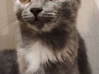 Сибирские котята метис с британцем объявление продам