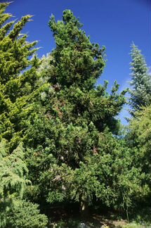 Криптомерия - японский кедр