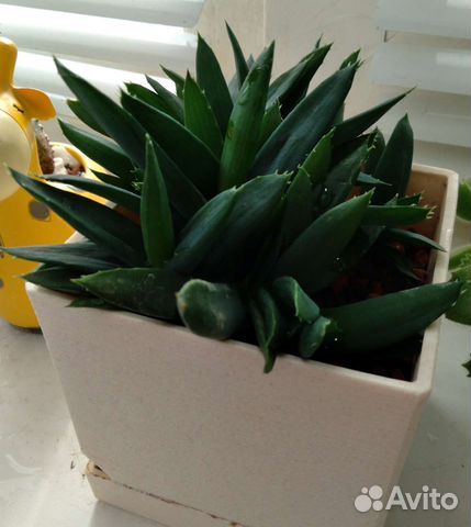 Растения суккуленты, алое, кактус