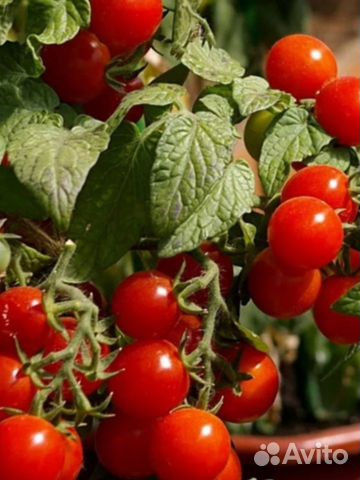 Семена томатов Балконных (Болгария)
