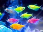 Тернеция цветная глофиш - аквариумные рыбки