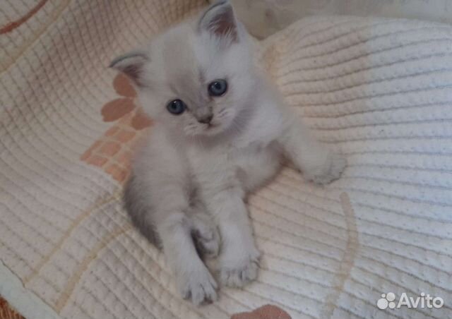 Шотландские вислоухие котята