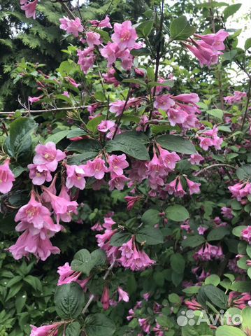 Гортензия крупнолистная и др.многолетники