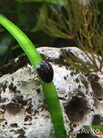 Улитка теодоксус для чистки аквариума, растения