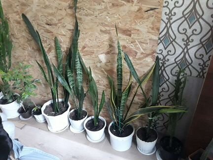 Комнатные растения