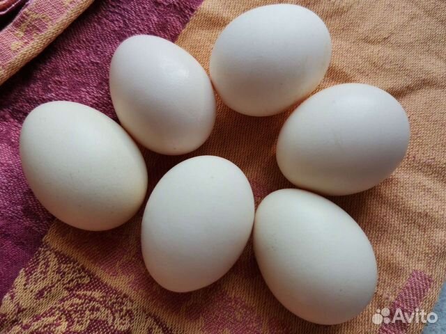 РК яиц. Снижают яйцо. Фото яйца Теги. Яйца цена.