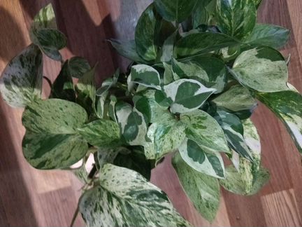 Эпипремнумы, сциндапсусы