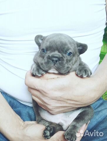 Малыши французики