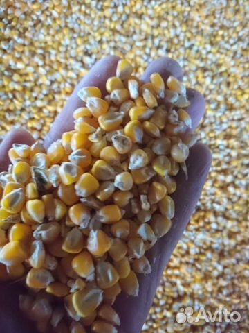 Кукуруза, Ячмень в мешках