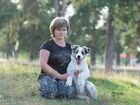 Австралийская овчарка, подрощенные щенки объявление продам