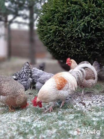 Инкубационное яйцо яичных кур