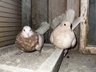 Продам кировоградских голубей объявление продам
