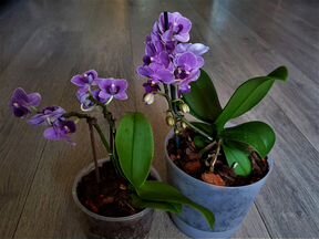 Орхидея фаленопсис фиолетка