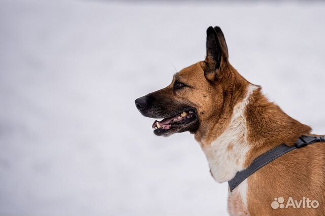 Собака в дар