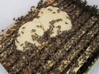 Подкормка для пчёл (канди медовое )