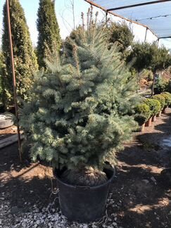 Ель голубая Фат Альберт 1 м. - 2.40 м