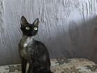 Девон-рекс черная кошка